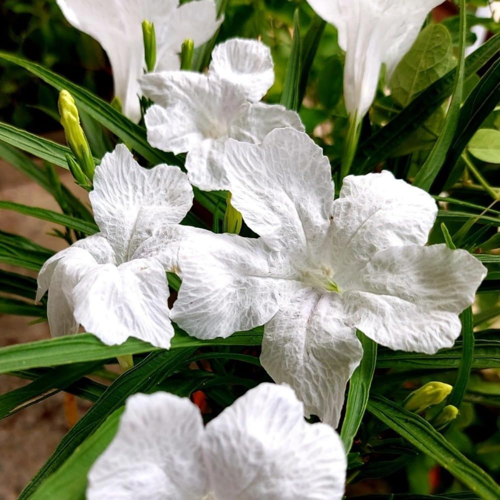 Set 6 Mexican Petunias Live Plants, Mexican Petunia Plants, Well Rooted, 5 to 7 Inc Tall, Shrub Plant Live for Growing Indoor Outdoor (White)