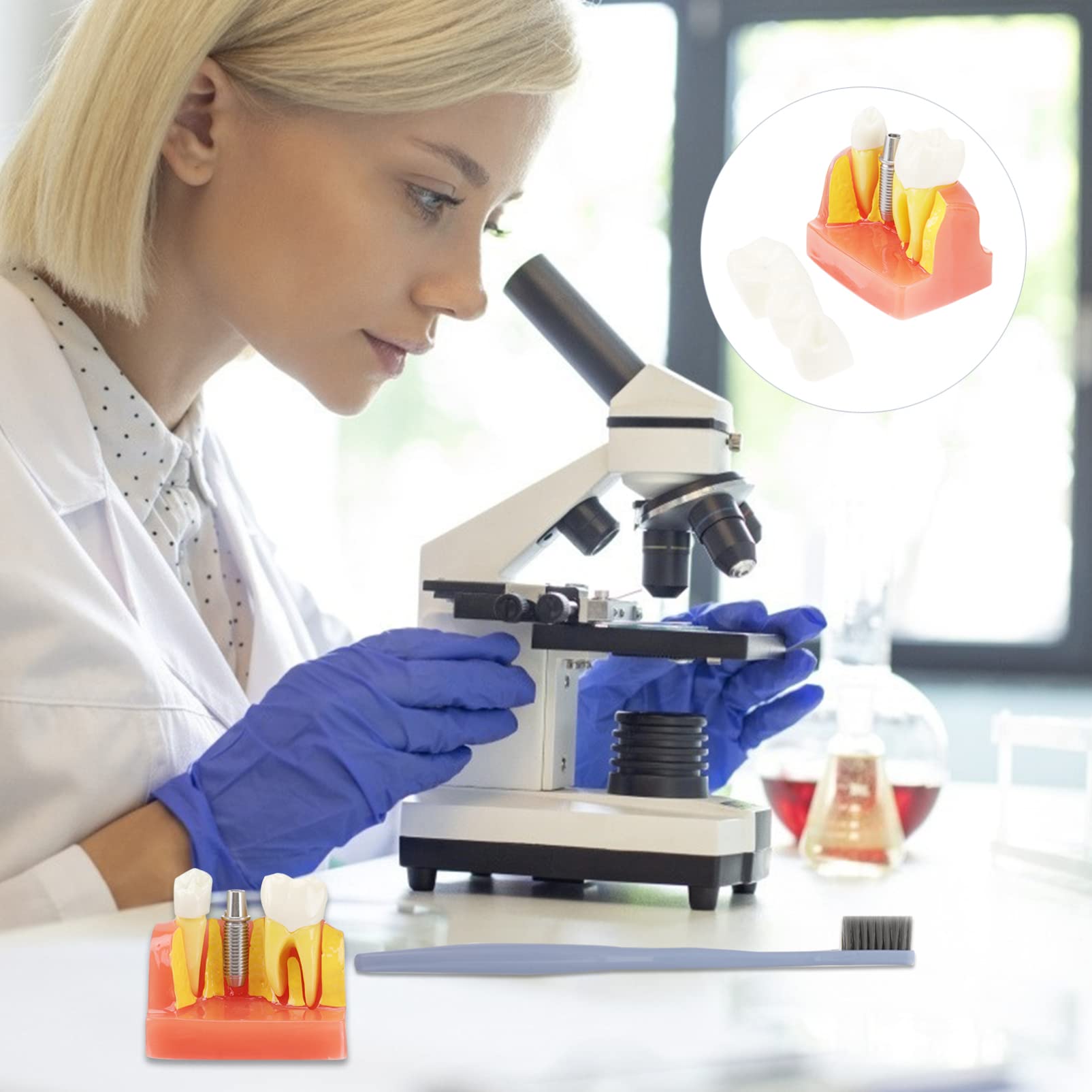 OUNONA 1pezzi Modello di Denti Didattico Rimovibile per Strumento Educativo per Lezioni di Odontoiatria Modello di Studio con Denti e Protesi
