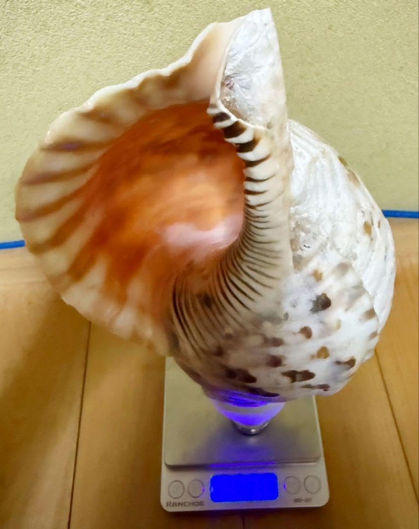 大型38㎝修験道法螺貝 密教 魔除け 山伏 熊よけ ほら貝 ホラガイ 修験