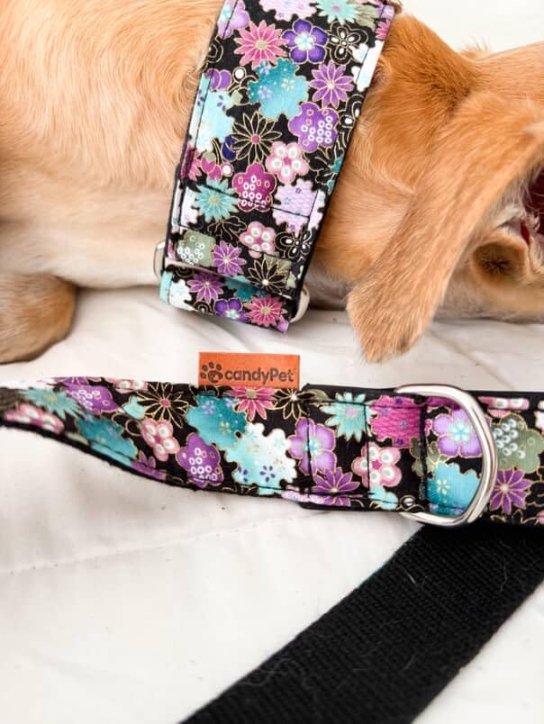 candyPet Martingale Hundehalsband, Liberty, M
