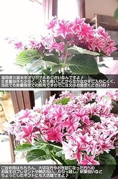Amazon｜アジサイ 月虹 ピンク 5号鉢サイズ 鉢植え ジャパン