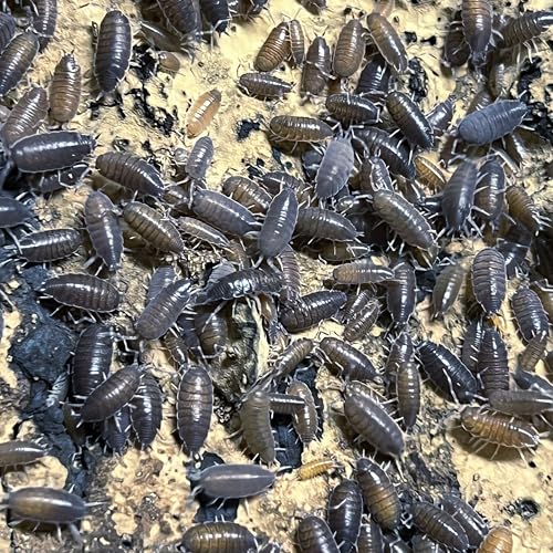 Live Powder Blue Isopods - Porcellionides pruinosus - Assorted Sizes - Terrarium Cleaner Crew - Live Arrival Guaranteed (100 Count)