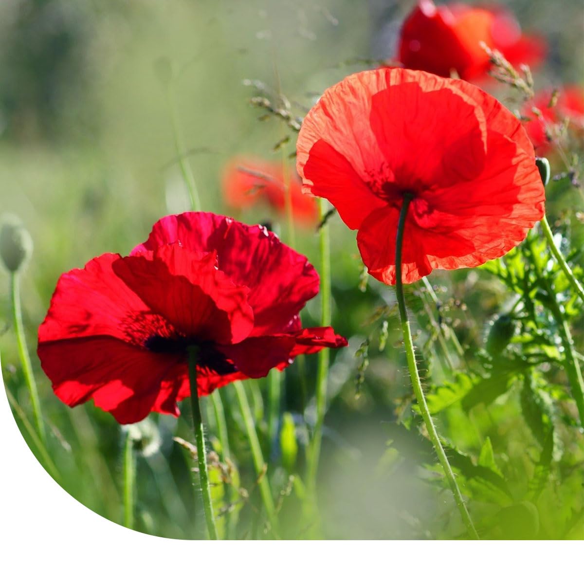 MRS Graines de pavot - coquelicot rouge - 90.000 graines pour 200 m² de fleurs rouges vibrantes et colorées