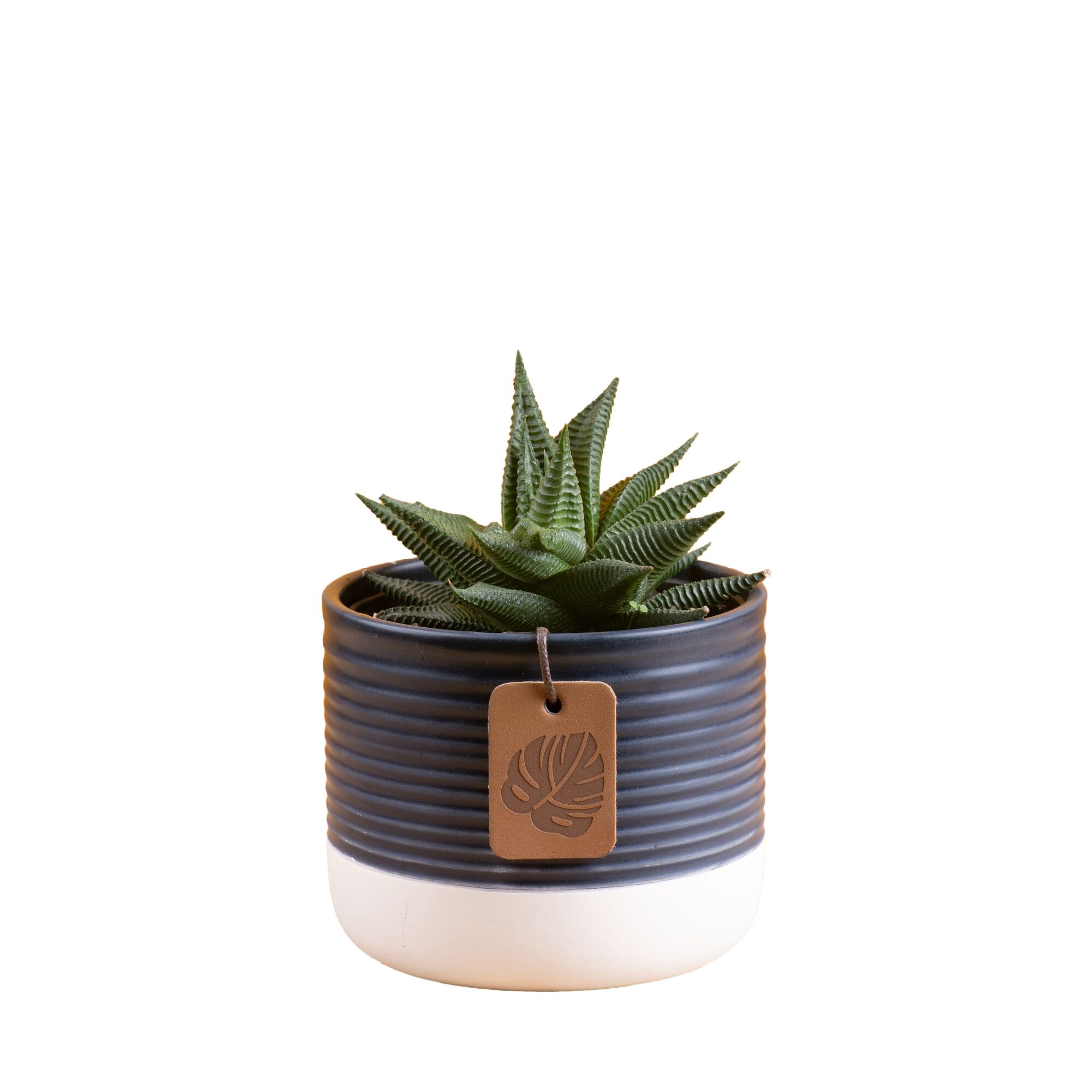 Costa Farms Haworthia Succulent