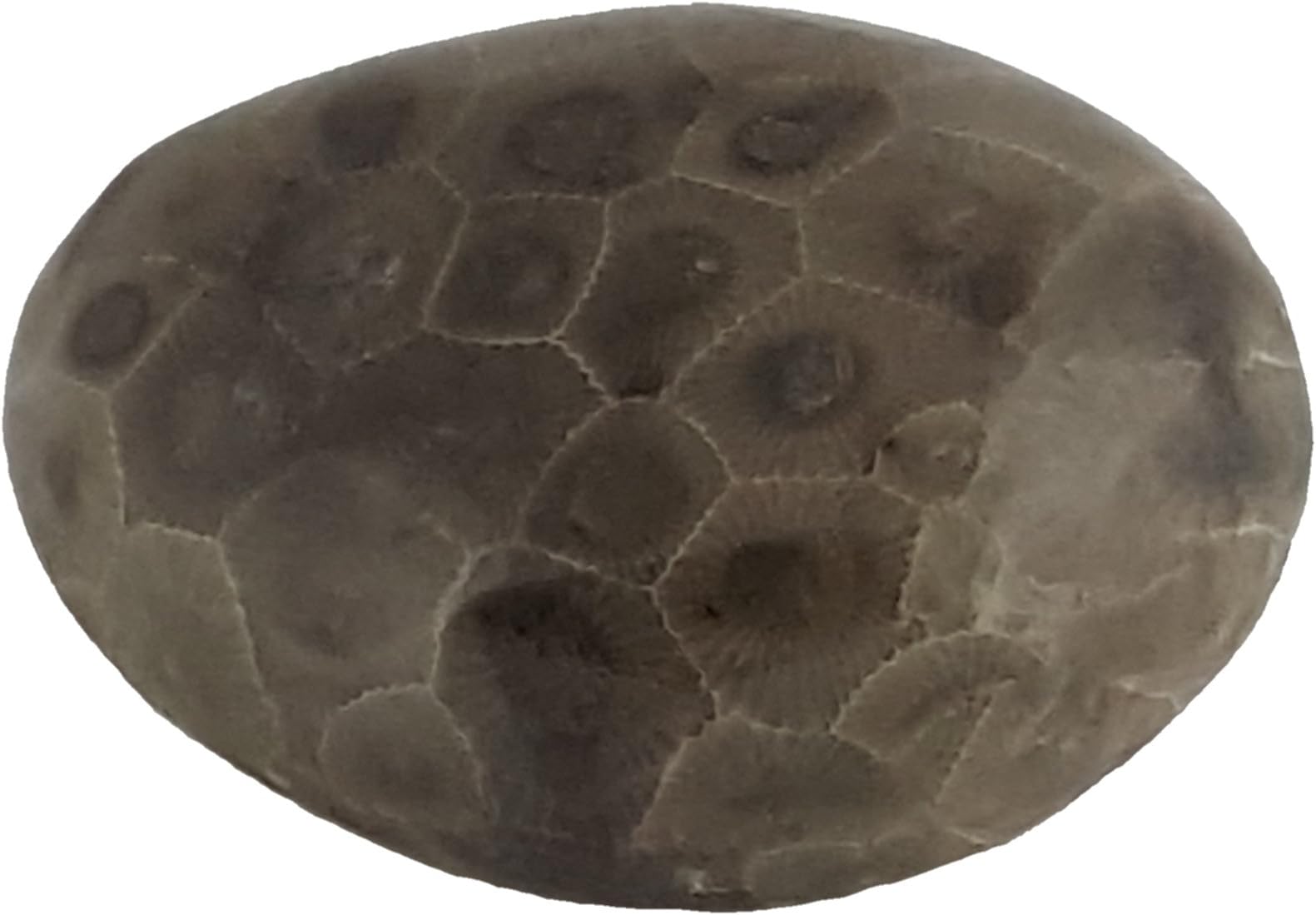 The Petoskey StonePetoskey Stone (Polished) Rock Hexagonaria | Beautiful Fossil with Nice Gift Bag