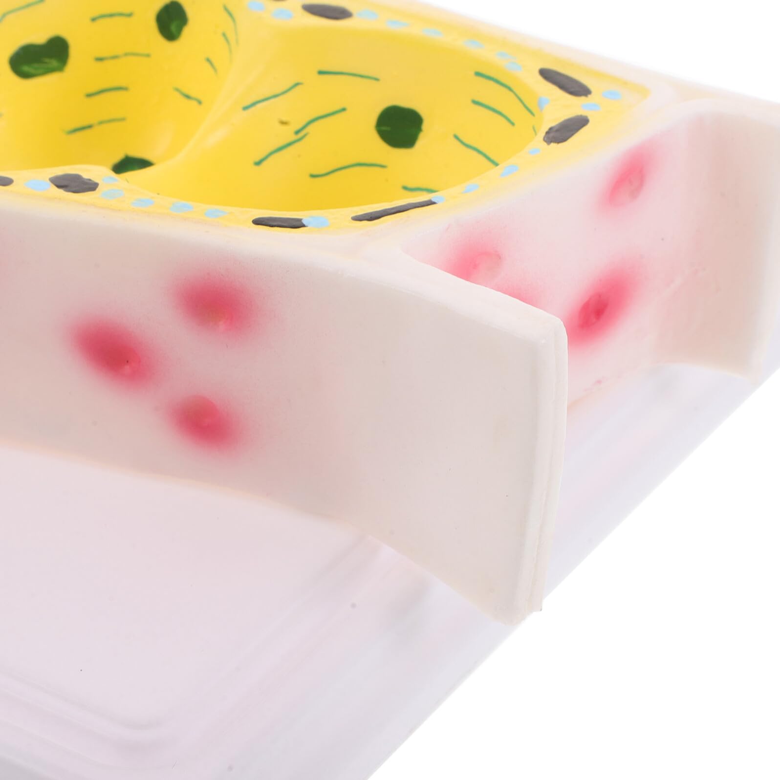 Modello Didattico di Cellula Vegetale Epidermica di Cipolla Modello Anatomico Ingrandito per Laboratorio di Biologia Strumento Educativo per Lezioni di Struttura Cellulare delle