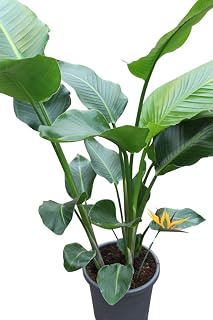 Indoor Plant -Strelitzia Nicolia - Bird of Paradise- Approx 125cm Tall