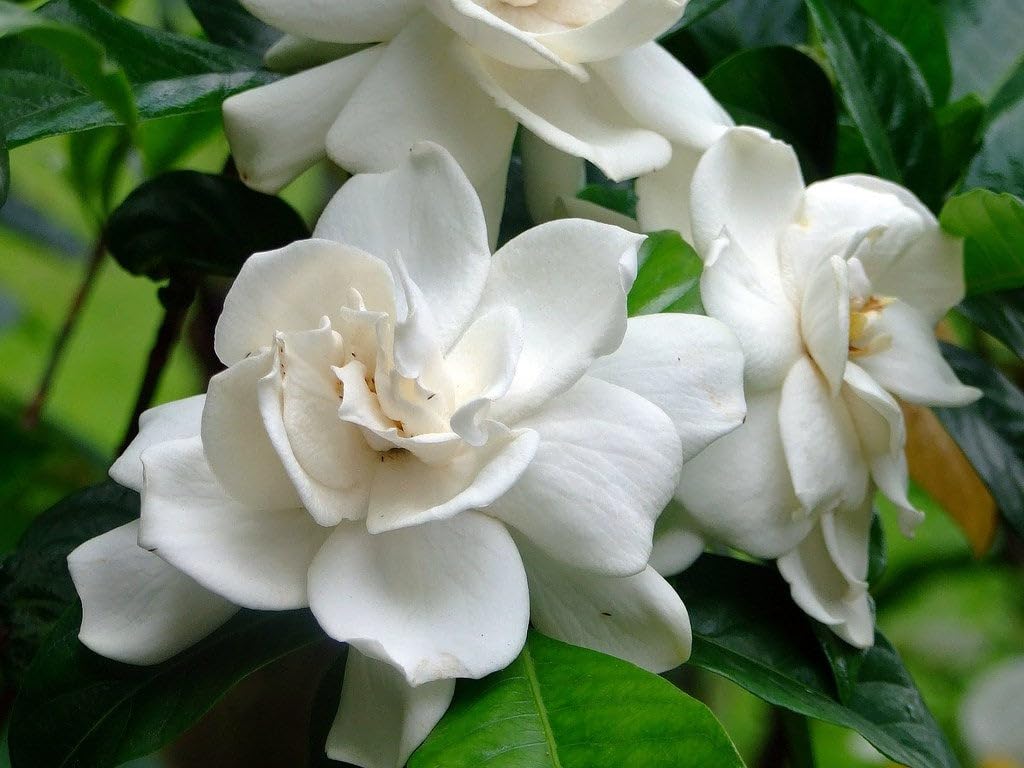 Belmont Gardenia Jasminoides | 30 Live Plants | Fragrant Blooms, Evergreen Foliage, Indoor Outdoor Use, Low Maintenance, Fast Growing, Live Shrub, Perfect for Borders, Summer Flowers