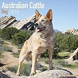 Australian Cattle Dog Calendar - Dog Breed Calendars - 2017 - 2018 wall Calendars - 16 Month by Avonside