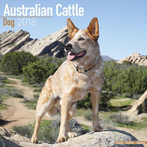 Australian Cattle Dog Calendar - Dog Breed Calendars - 2017 - 2018 wall Calendars - 16 Month by Avonside