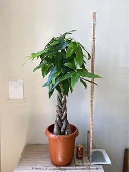 【引き取り限定】バラ3鉢 楽天市場】ローズガーデンポット18型(P6)【バラ・薔薇】 鉢