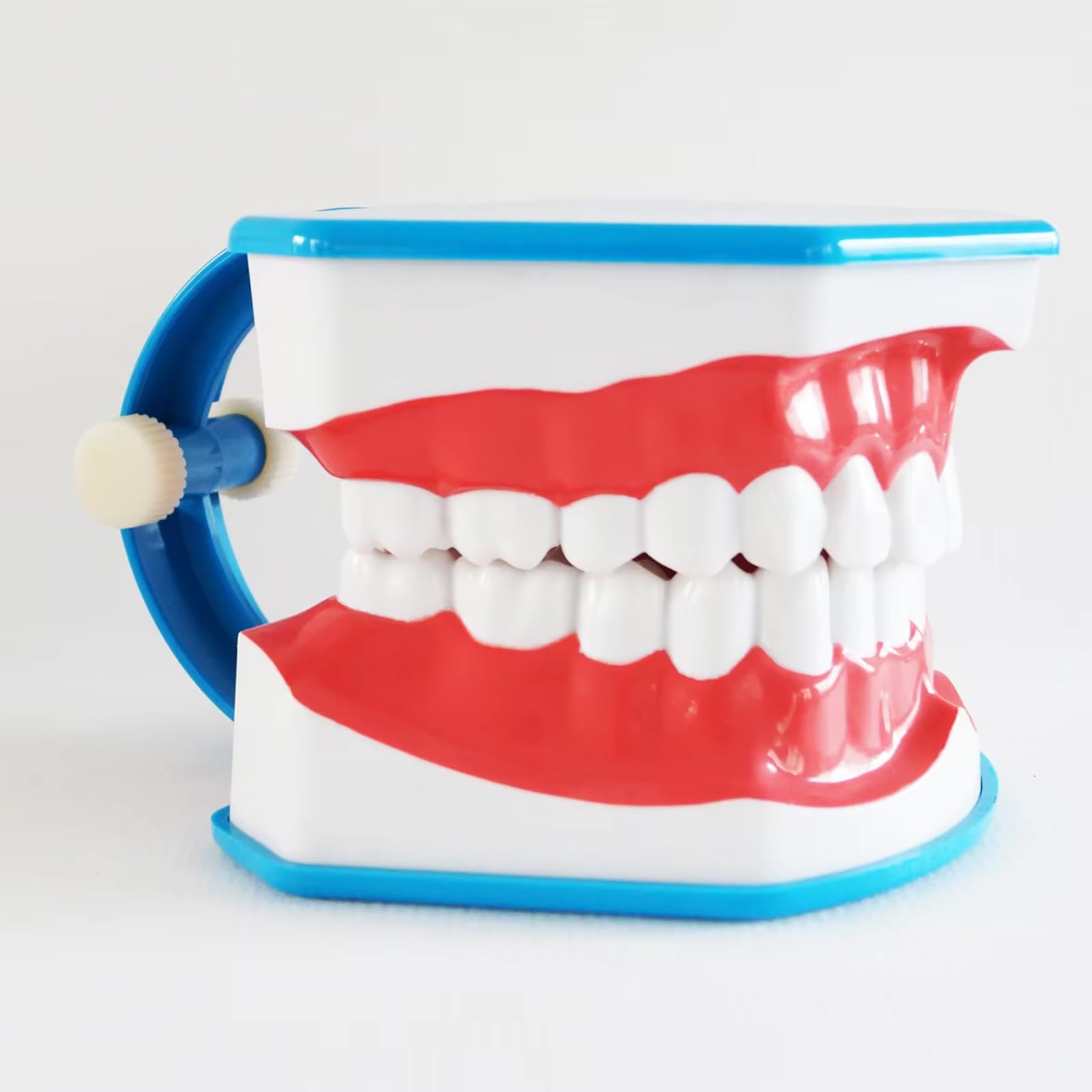 Modello Standard Per Studio Odontoiatrico, Modello Per Denti Dentali 2 Volte Grandi, Forniture Per Studio Odontoiatrico Per Bambini Con Lingua Rimovibile, Angolo Di Apertura Di 180°, Per Scuole