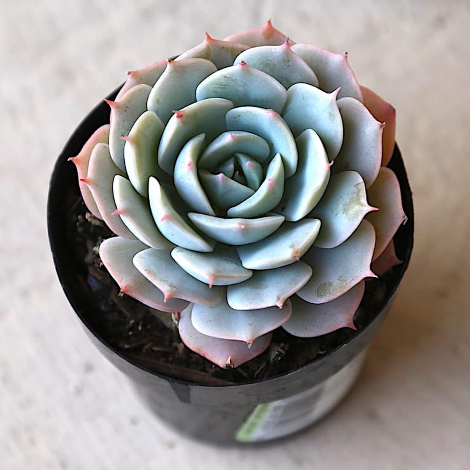 UGALOO® Container Plant Succulent Live Vishnu Kamal Laxmi Combo Indoor - |Patio|Home|Ndoor|Bedroom|Table|Living Room|Office Decoration Gift (Healthy Plant) (B0BCGLWR67) Amazon Price History, Amazon Price Tracker