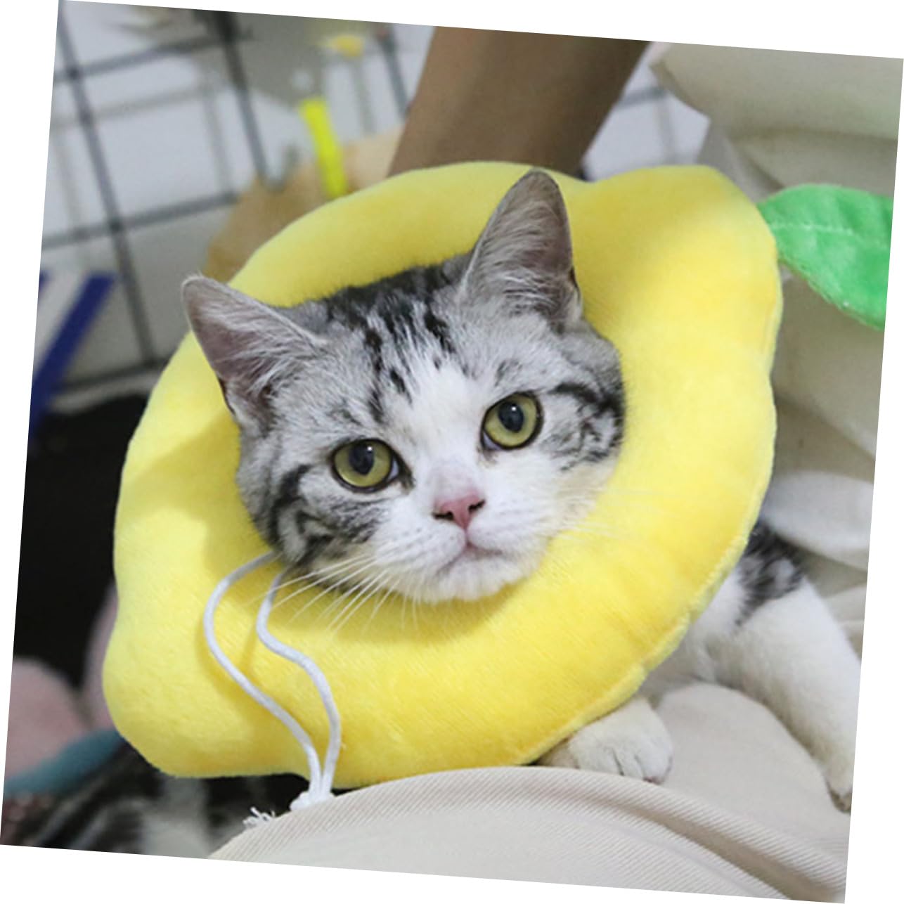 POPETPOP 6 Pz Cerchio Elisabetta collare cane collare strozzo cane Colletto elisabettiano di recupero per animali domestici protettivo per gatti il gatto
