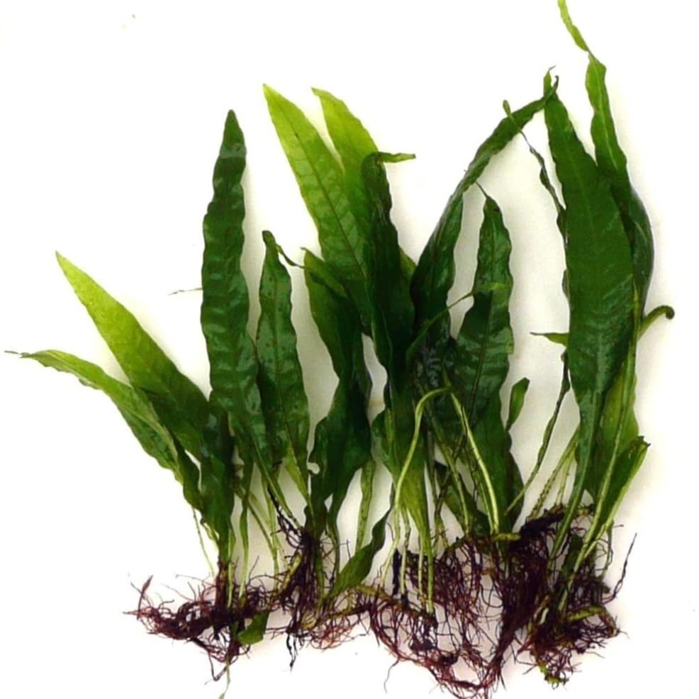 Java fern freshwater live plant-image-15