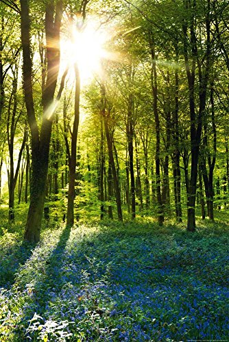 empireposter Forests - Sunrise Bluebell Wood - Poster Foto Landschaft...