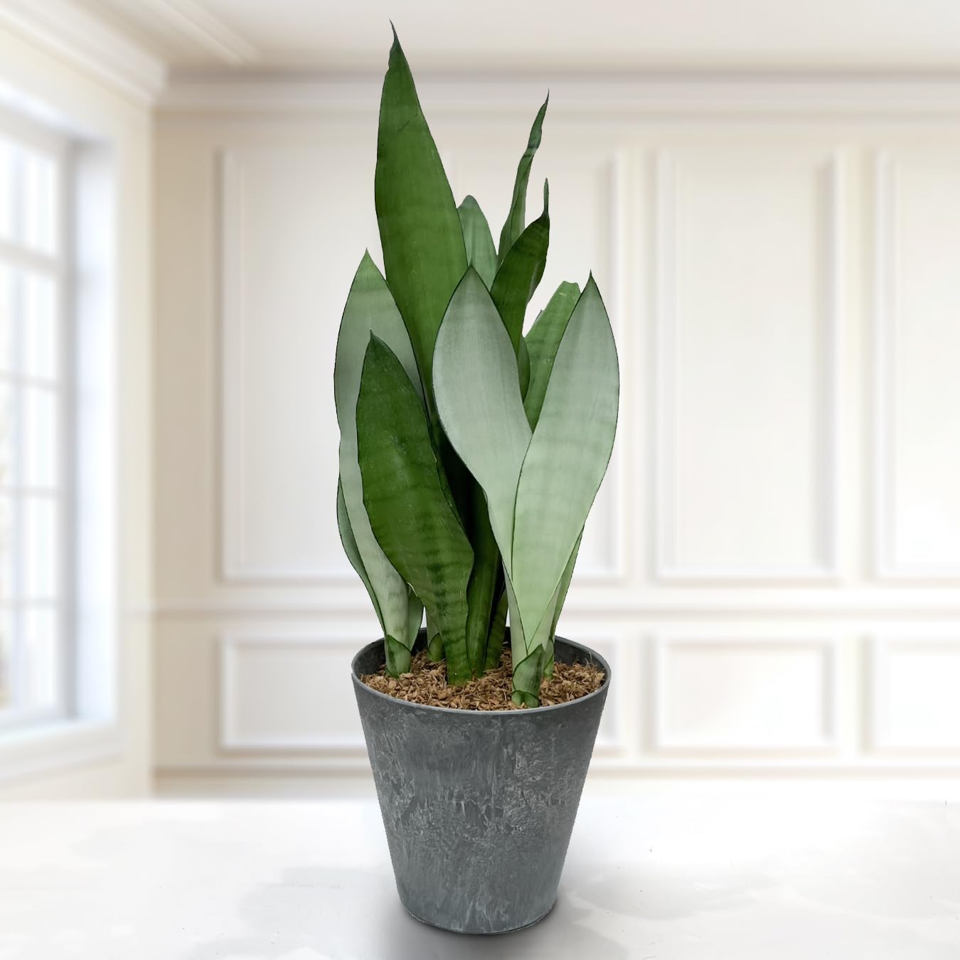 Amazon｜サンスベリア ムーンシャイン 6号 珍しい品種 本物 空気清浄