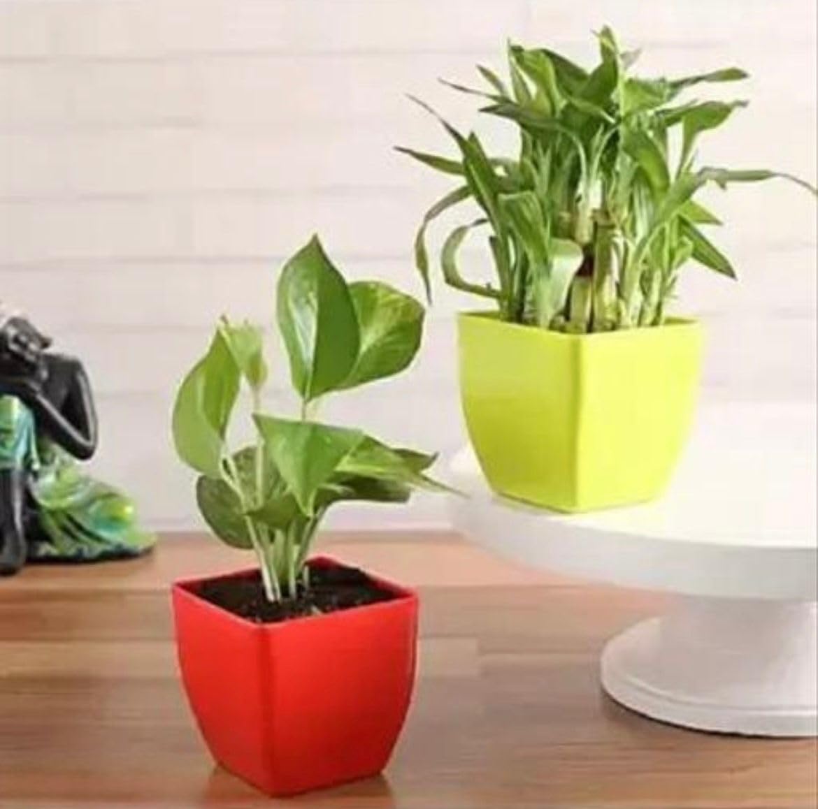 Combo of Live Plants | For Living Room or Office table | indoor plants for good luck and air purification (Bamboo Green Money Red)-image-42