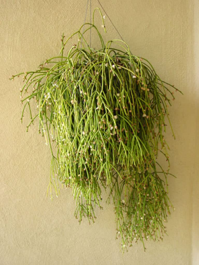 GREEEN Earth Rhipsalis teres 'Mistletoe Cactus' Small Plant-image-12