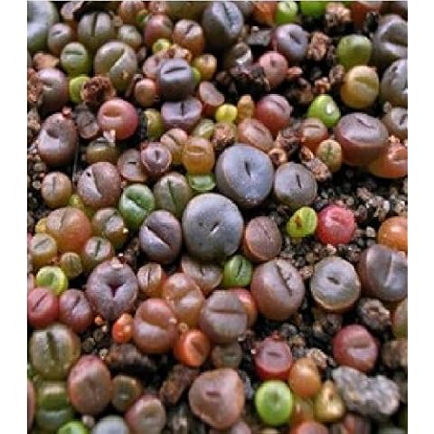 Just Seed - Flower - Cactus - Living Stone - Lithops Mixed - 20 Seeds Cover