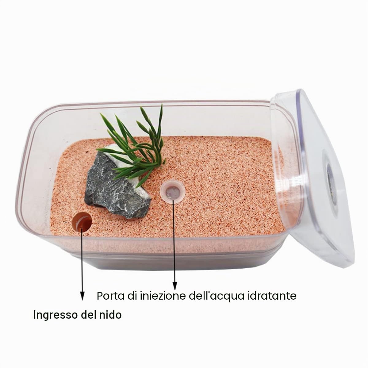 Casa Delle Formiche, Gesso AntHouse - Formicaio Nido Delle Formica Scatola Di Visualizzazione Gabbia Degli Insetti Fattorie Che Alimentano Villa Per Le Formiche Vive