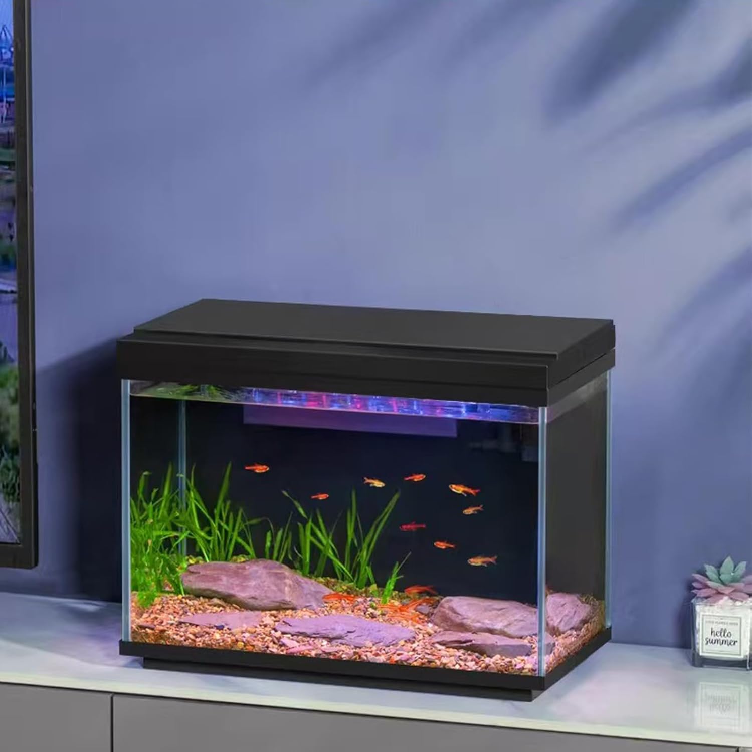 3 Gallon Fish Tank with Filter and Light