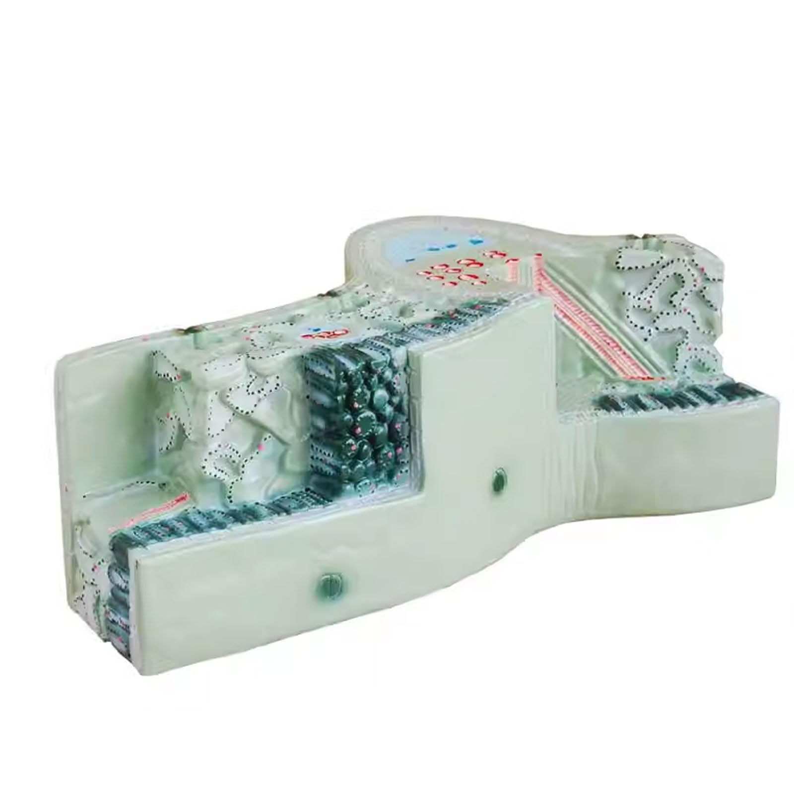JUJNE Leaf Cross-Section Teaching Model Monocot Model Stem Plant Cell Model Biology Demonstration Model Teaching Aids