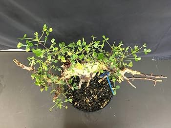 Amazon.co.jp: 4.発根済み コミフォラ カタフ ソマリア産