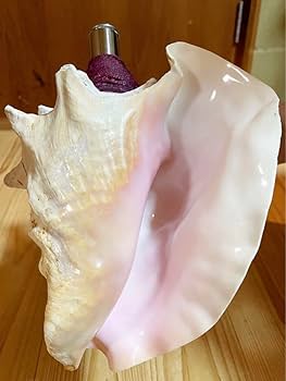 古代桃色法螺貝（ピンク貝）法螺貝　ほら貝　ホラガイ 五島列島産 古代桃色法螺貝（ピンク貝）法螺貝 ほら貝 ホラガイ ピンク