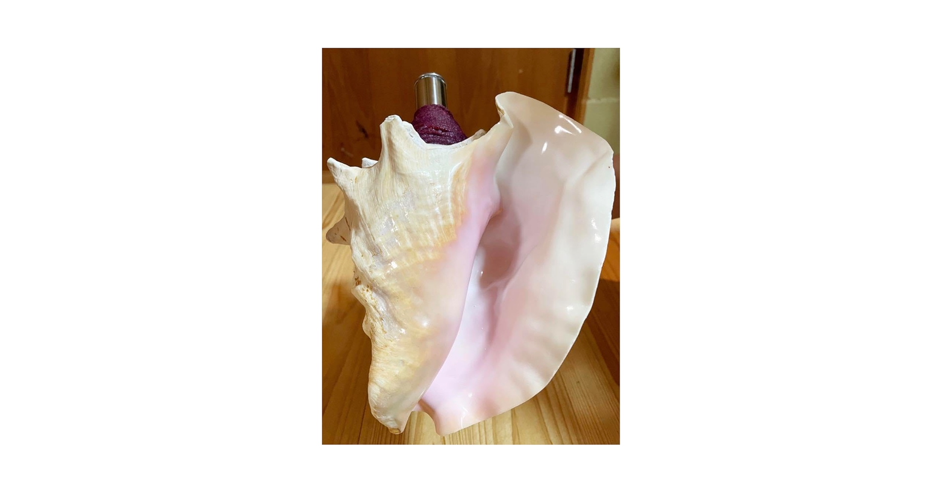 希少古代特大肉厚桃色法螺貝　（ピンク貝）法螺貝　ほら貝　ホラガイ❣️コンク貝笛 古代桃色法螺貝（ピンク貝）法螺貝 ほら貝 ホラガイ❣️コンク貝