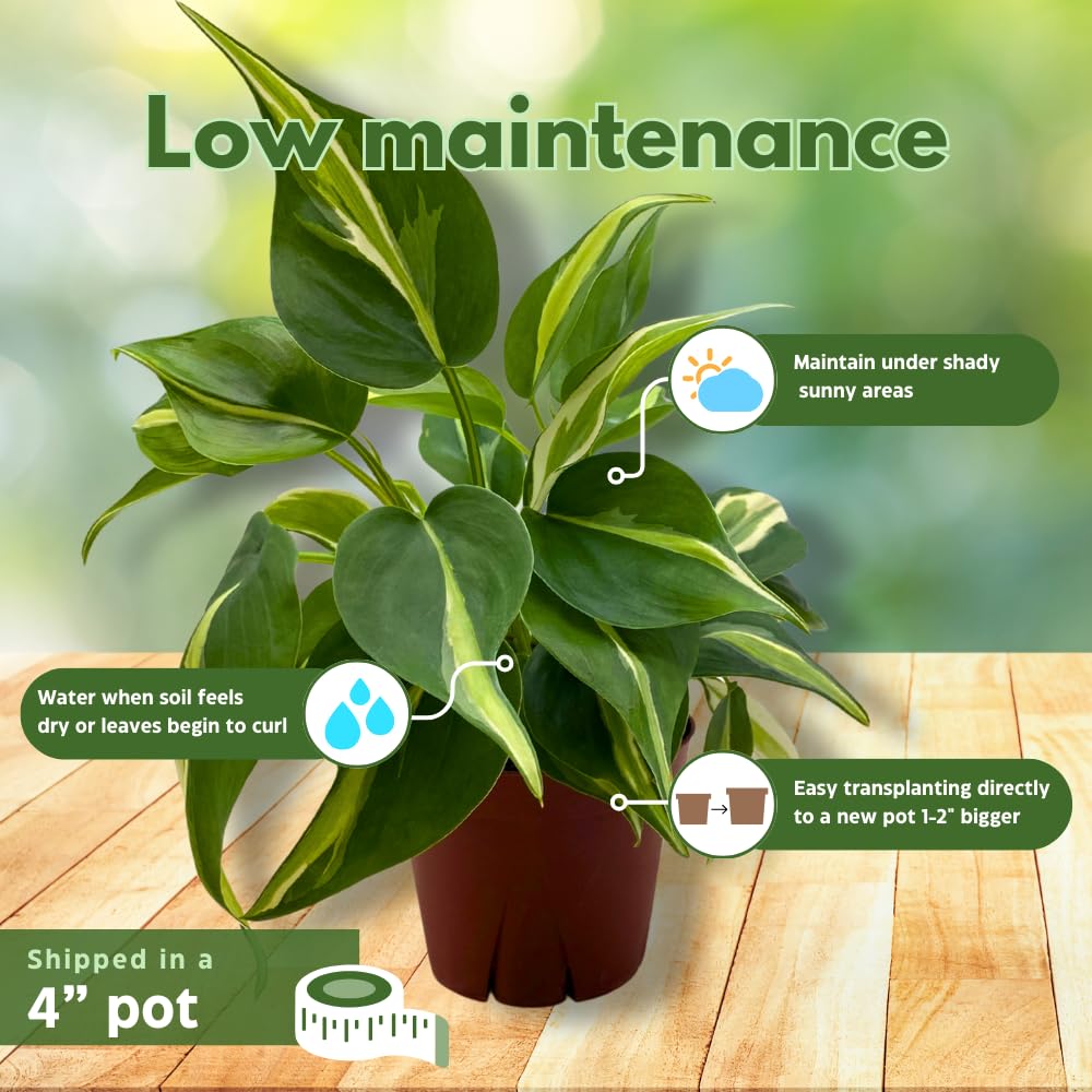 Amazon.com : BubbleBlooms Philo Silver Stripe, 4 inch Variegated  Philodendron Hederaceum Cordatum Heartleaf : Patio, Lawn & Garden