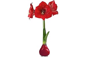Christmas Red Wax-Dipped Amaryllis Bulbs: Effortless Holiday Decor
