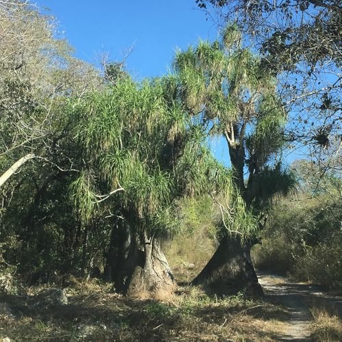 semillas de interior pata elefante, variedades antiguas exóticas verdes interior invernaderos balcón fácil cuidado 85pcs