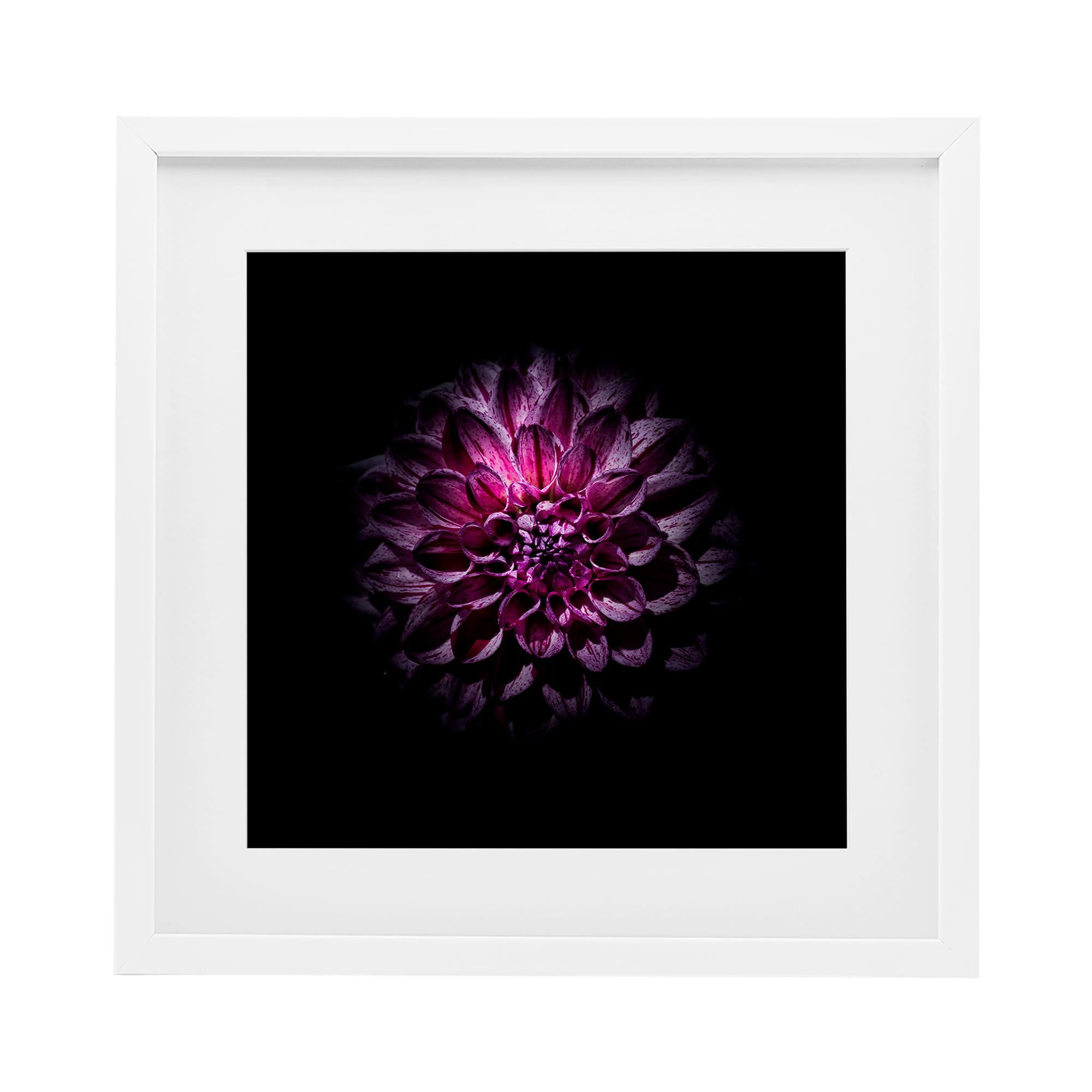 Affiche art Purple Dahlia Brian Carson cadre blanc sous verre