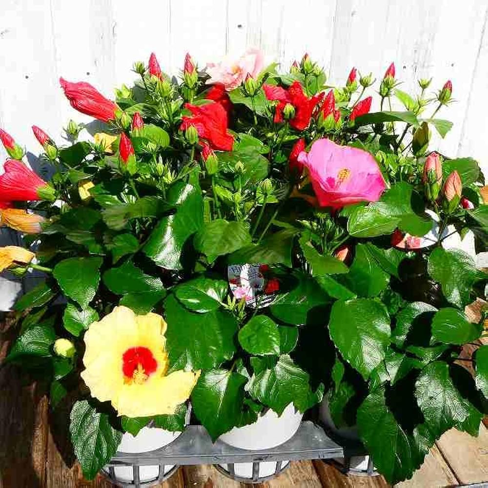 美しい古美術◾️蔵から美しいハイビスカスのような特大サイズの大皿が出てかきました。 全然まだ秋らしくならない。 紅葉は見ることができるのか。 ㅤㅤ