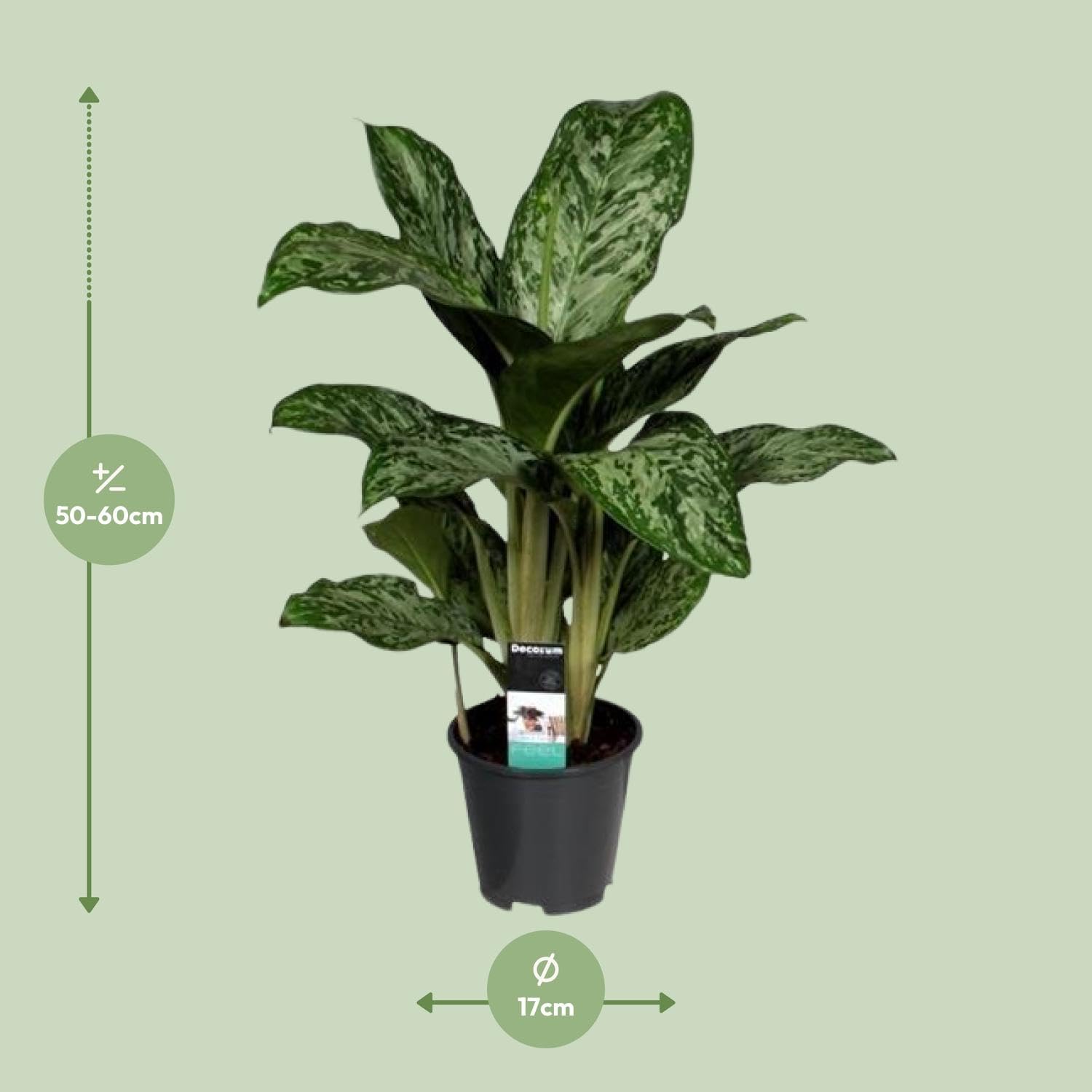 Aglaonema Greenlight (Decorum) - 50-60cm - Ø17cm - Pianta d'appartamento - Sempreverde