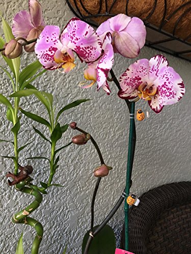 30 Pcs Orchid Clips, Ladybug Plant Clips, Kinglake Garden Support Clips Durable Plant Flower Stem Clips,Garden Tomato Trellis Clips #TOP1