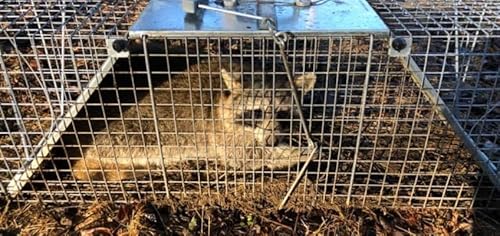 OFI 2114: How To Start A Trapping Business | Peter Dalton | Hunt Country Wildlife Removal | Re-Cap Episode