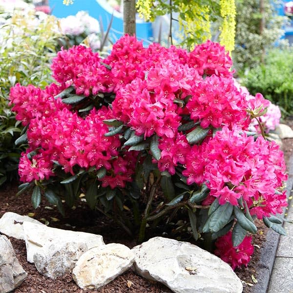 Brighter Blooms Red Rhododendron