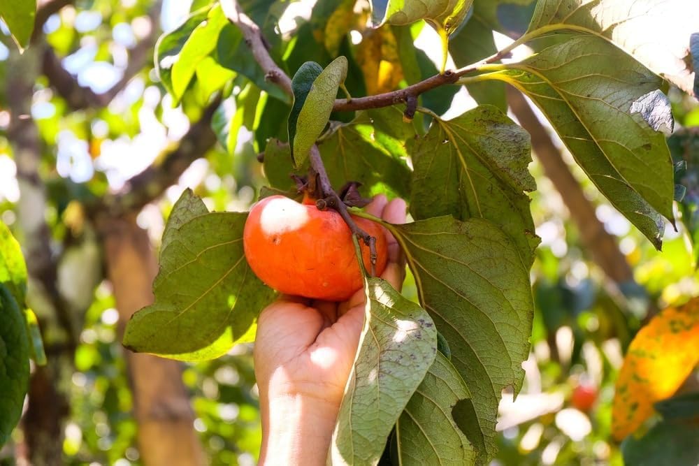 Parsimmon fruit plant live Pack of 1_sbv03 : Amazon.in: Garden
