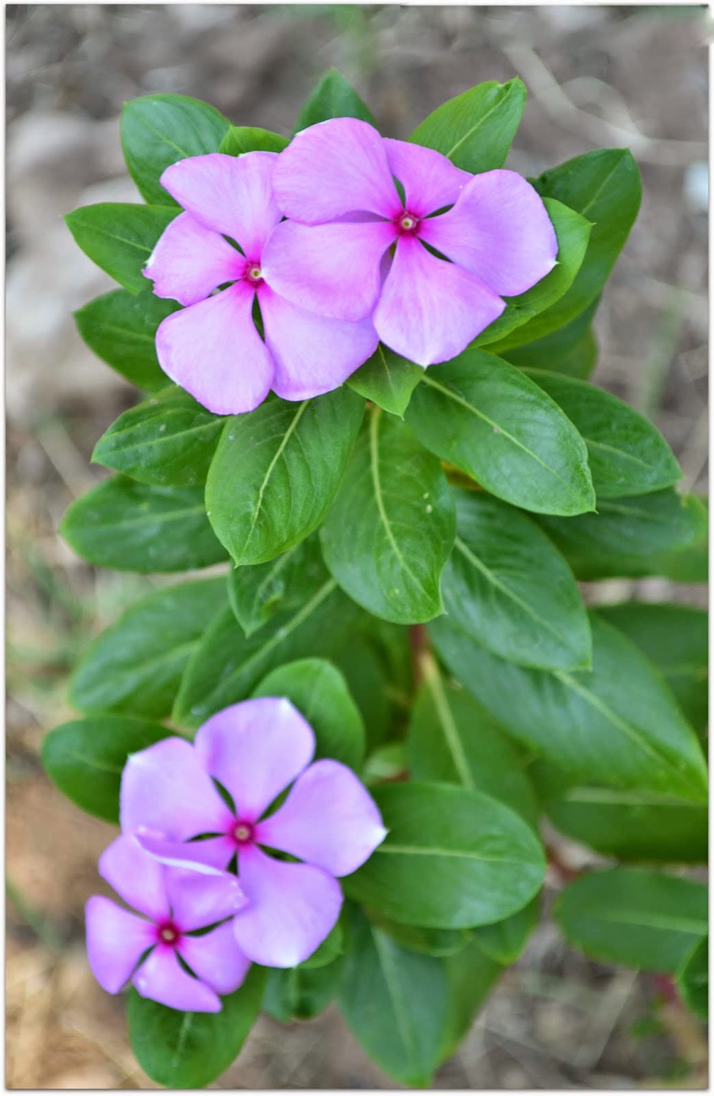 Sadabahar Flowers (सदाबहार फूल, ಸದಾಬಹರ್ ಹೂವು, സദാബഹർ പുഷ്പം, நித்திய கல்யாணி பூ) 100g