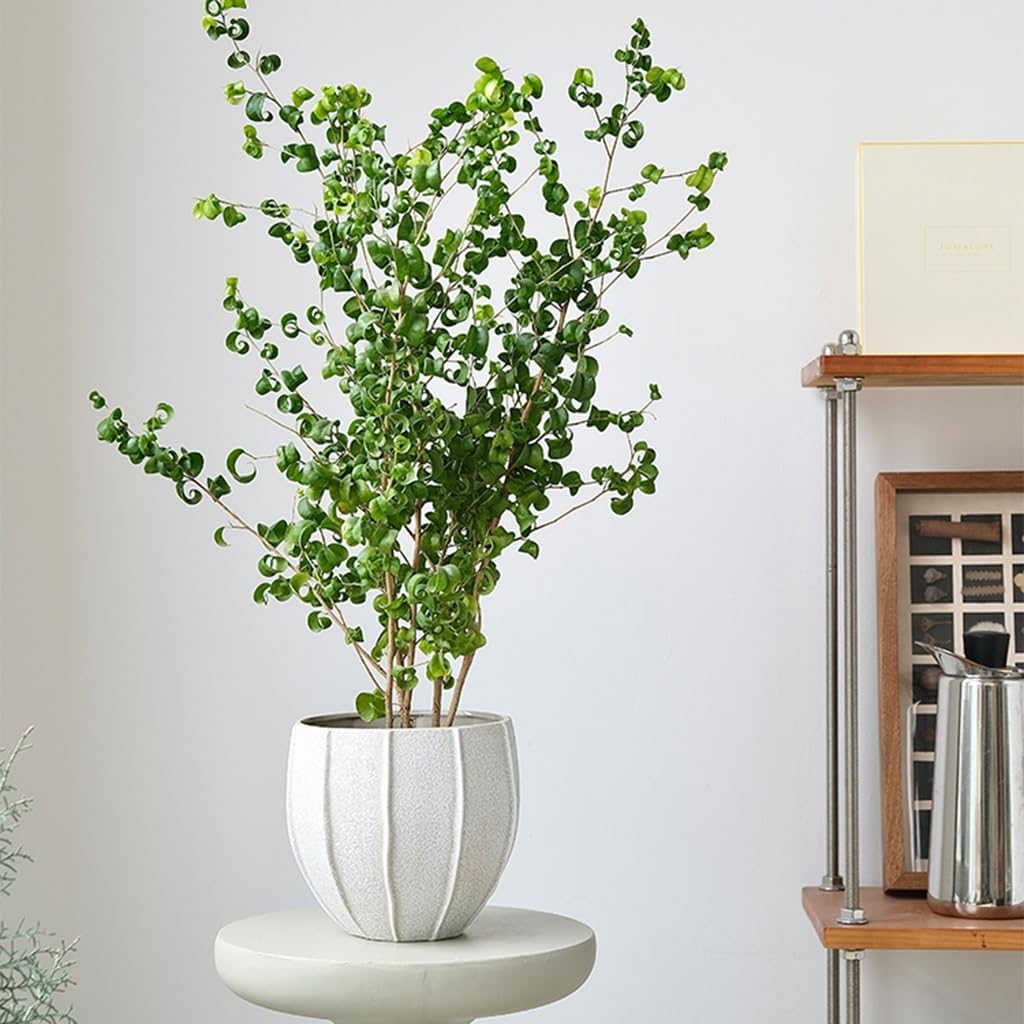 常滑陶工【泥珠】 | みさきのミニ盆栽遊び 盆栽鉢泥珠落款泥鉢常滑時代