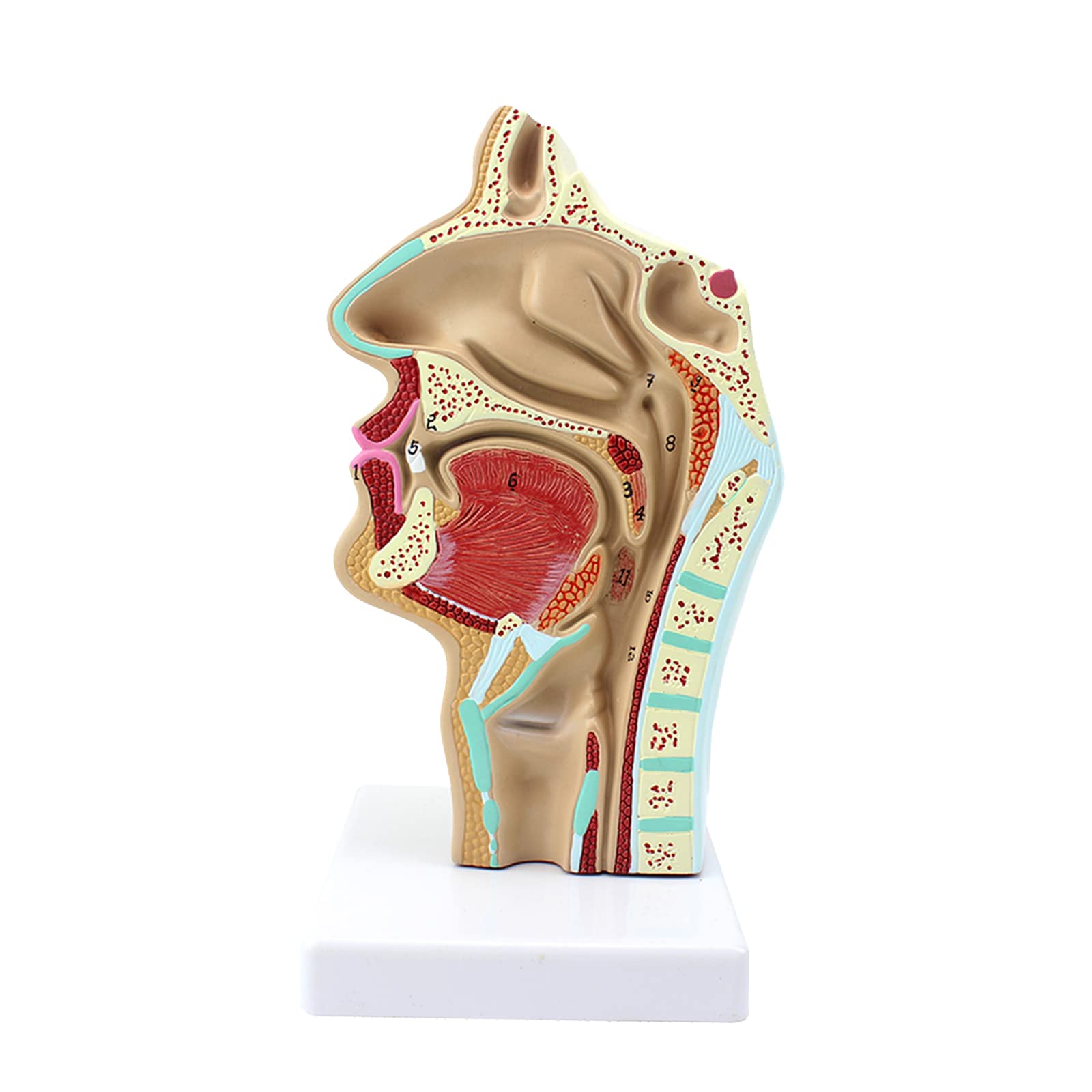 Amazon.co.jp: 等身大鼻腔モデル解剖学的口腔咽頭モデル鼻咽頭腔
