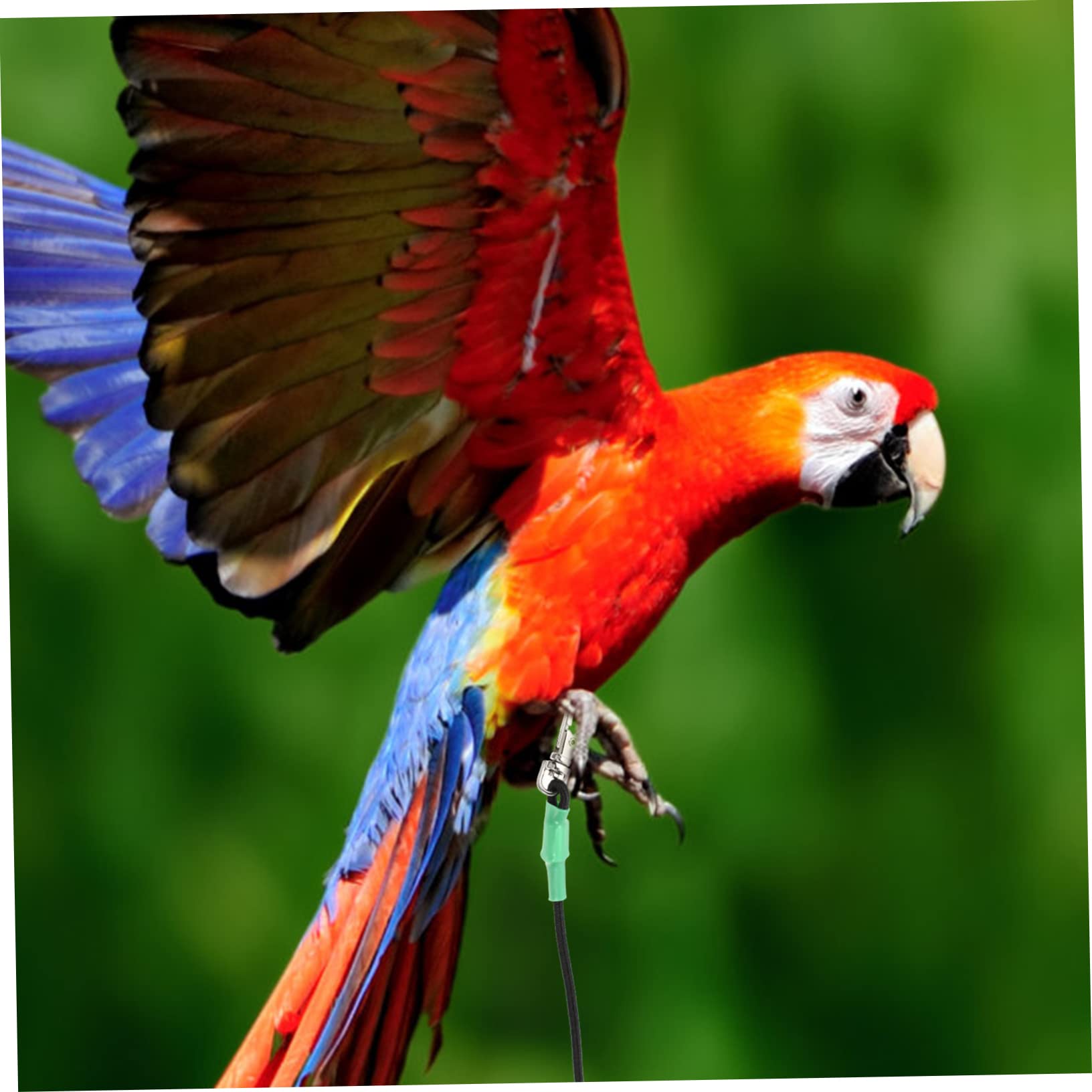 Hohopeti 2piezas Arnés De para Pájaros Cuerda De Entrenamiento De para Aves para Paseos Periquitos Cacatúas y Hámsters