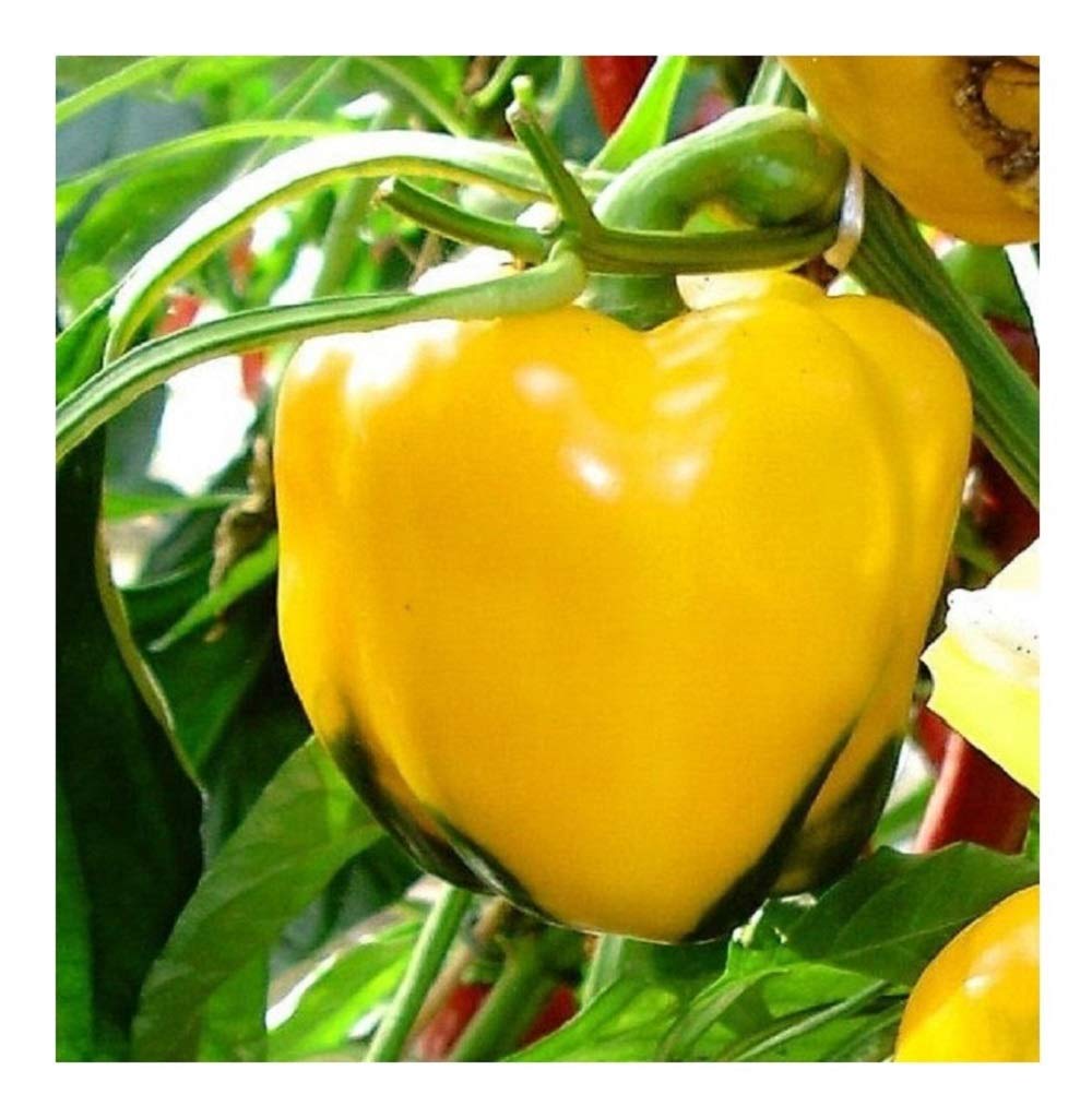 Organic Sweet Pepper Quadrato D'ASTI Yellow 600 Finest Seed