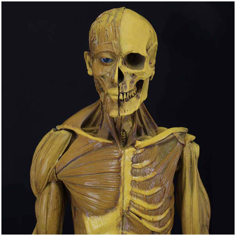 Sjdopulse Men's 60Cm/23.6Inch Height Human Anatomical Anatomy Skull Head Body Model Muscle Bone Crafts Study Kit For Science Classroom Teaching Artist Drawing Study