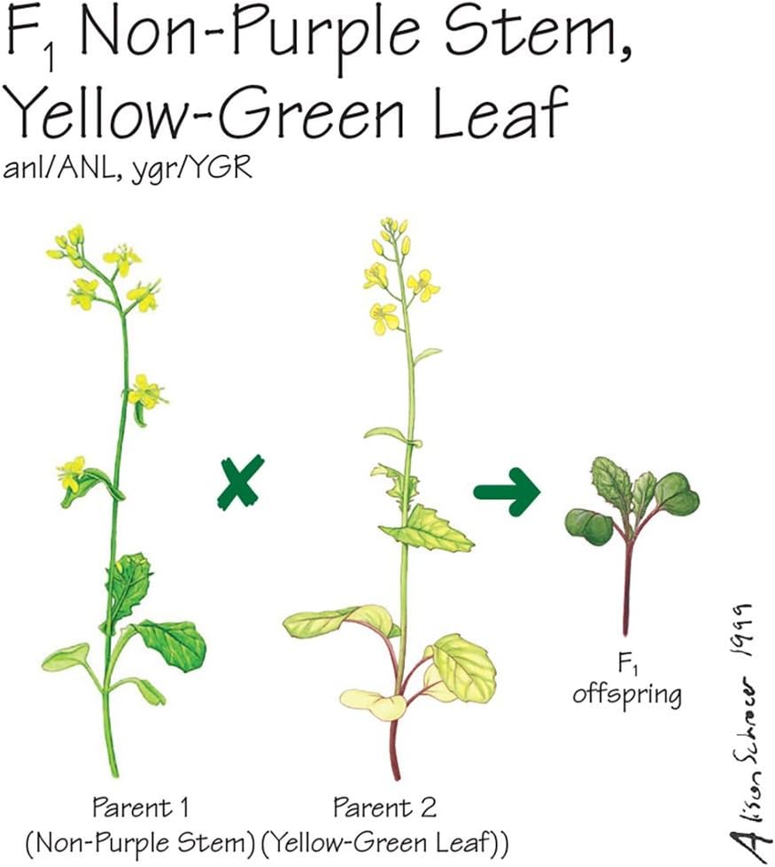 Brassica rapa Wisconsin Fast Plants, F1 Non-Purple Stem, Yellow-Green Leaf Seed, Pack of 200.