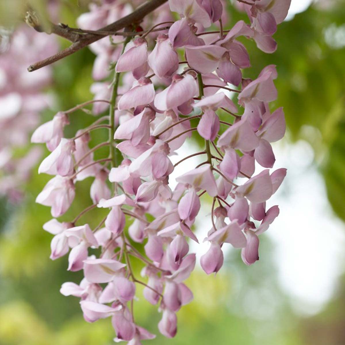 Bloomique - Wisteria Floribunda Rosea - Blauregen Kletterpflanze - Rosa -  Kletterpflanzen - Gartenpflanzen - Winterhart - Hhe 50-70 cm - Topf 15 cm  : Amazon.de: Garten