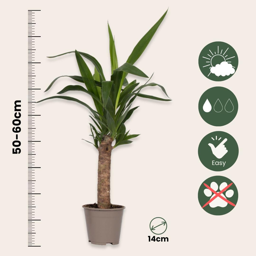 sansevieria moonshine Sansevieria Moonshine Snake Plant