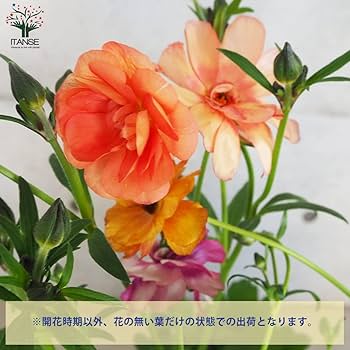 Amazon.co.jp: ラナンキュラス ラックス 色品種見計い 5～6号 2個